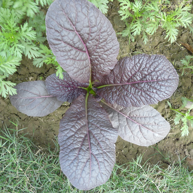 Brassica Juncea Subsp Integrifolia Var Rugosa Eflora Of India